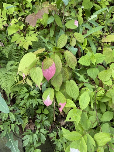 Actinidia kolomikta (same) (alternate view 8)