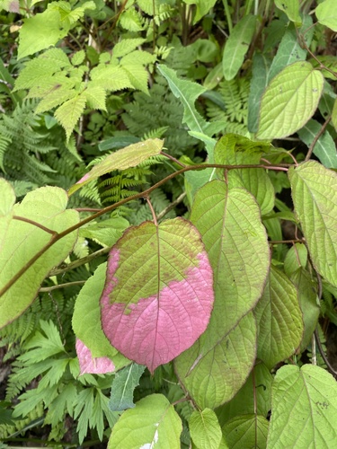 Actinidia kolomikta (same) (alternate view 9)