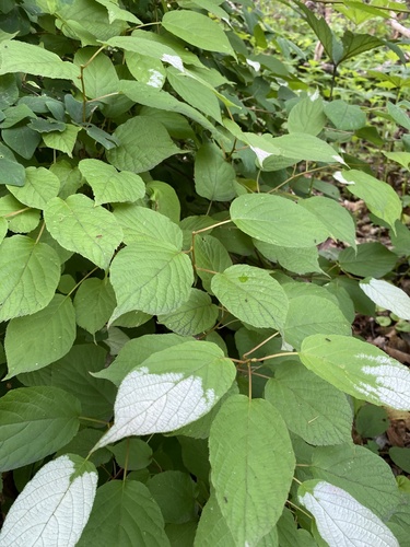 Actinidia kolomikta (same) (alternate view 10)