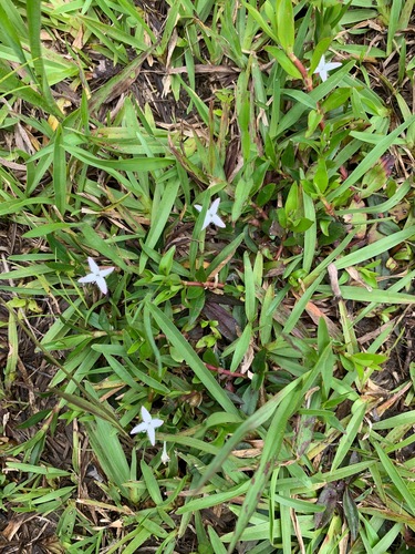 Diodia virginiana (buttonweed) (alternate view 2)