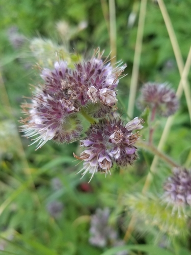 Phacelia californica (California phacelia) (alternate view 4)