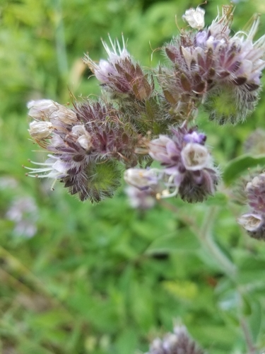 Phacelia californica (California phacelia) (alternate view 5)