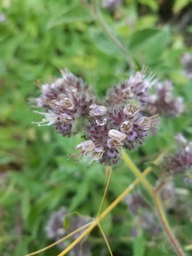 Phacelia californica (California phacelia) (alternate view 6)