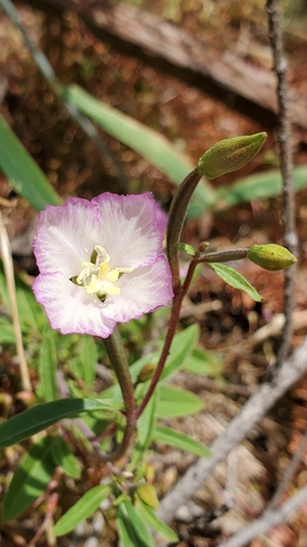 Clarkia amoena (Farewell-To-Spring) (alternate view 8)