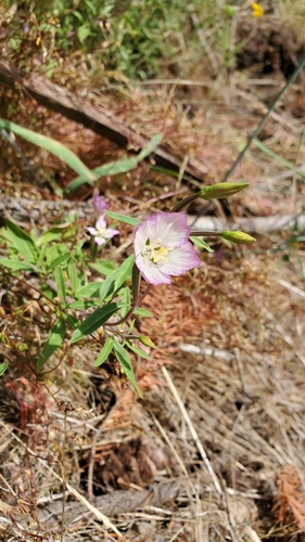 Clarkia amoena (Farewell-To-Spring) (alternate view 9)