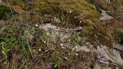 Clarkia amoena (Farewell-To-Spring) (alternate view 10)