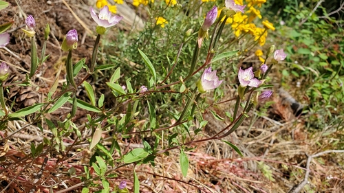Clarkia amoena (Farewell-To-Spring) (alternate view 11)
