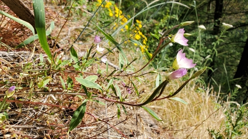 Clarkia amoena (Farewell-To-Spring) (alternate view 12)