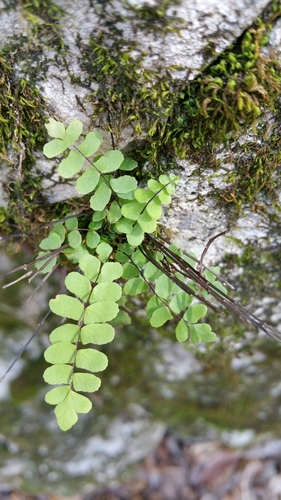 Asplenium trichomanes (Maidenhair Spleenwort) (alternate view 3)