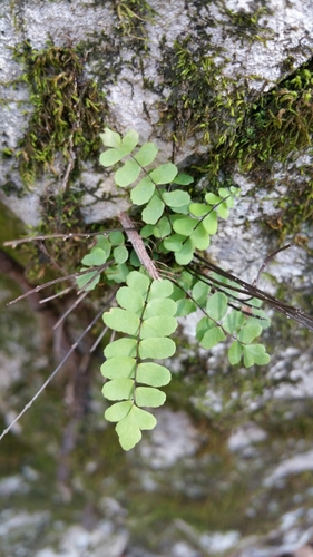 Asplenium trichomanes (Maidenhair Spleenwort) (alternate view 4)
