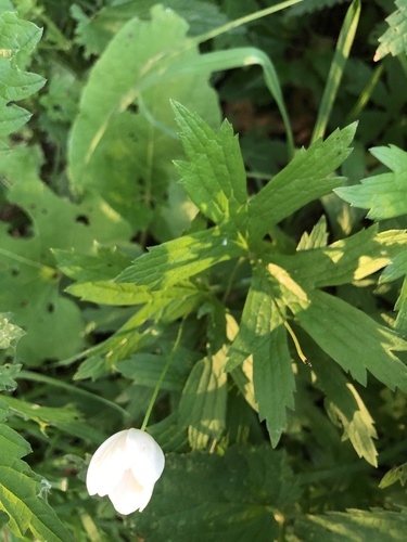 Anemonastrum canadense (Canada anemone)