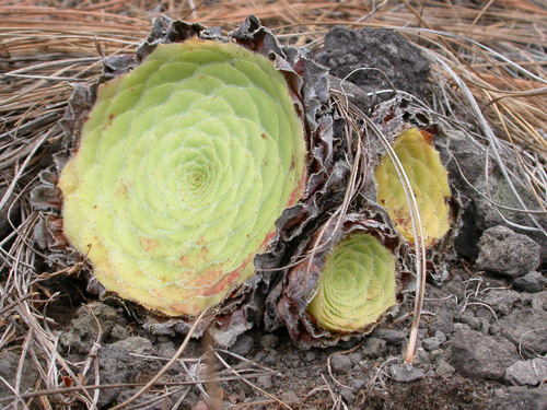 Aeonium (tree houseleeks) (alternate view 8)