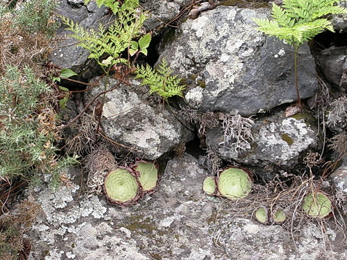 Aeonium (tree houseleeks) (alternate view 9)