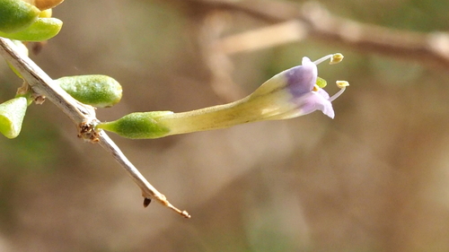 Lycium andersonii (Anderson Thornbush)