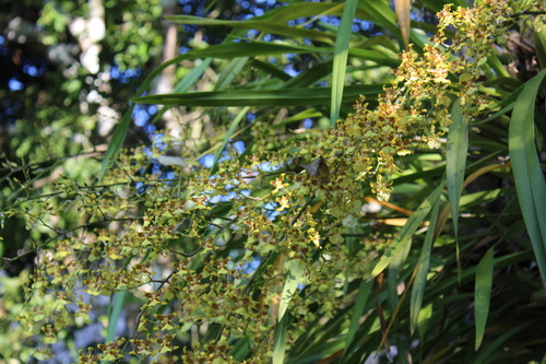 Oncidium sphacelatum (Spider Orchid Bush)