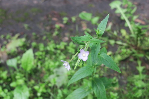 Epilobium montanum (Broad-leaved Willowherb)