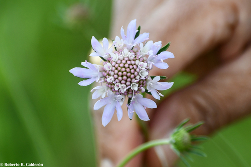 Sixalix atropurpurea (Sweet scabious) (alternate view 5)