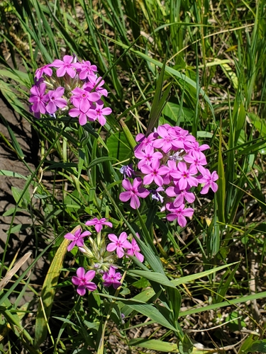 Phlox pilosa (prairie phlox) (alternate view 5)
