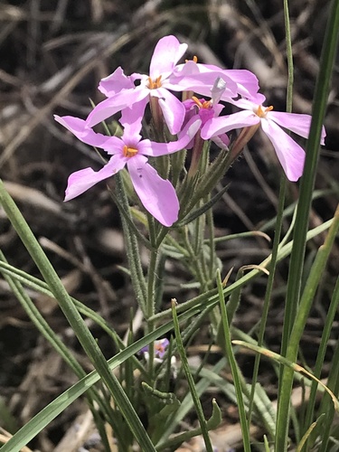 Phlox longifolia (Longleaf Phlox) (alternate view 3)