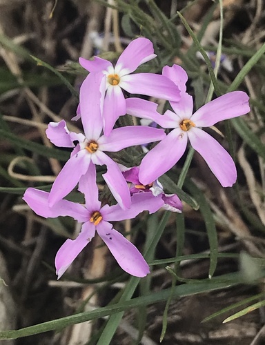 Phlox longifolia (Longleaf Phlox) (alternate view 4)