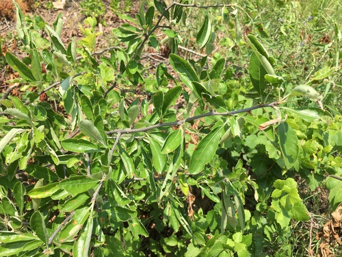 Sideroxylon lanuginosum (Gum bumelia) (alternate view 8)