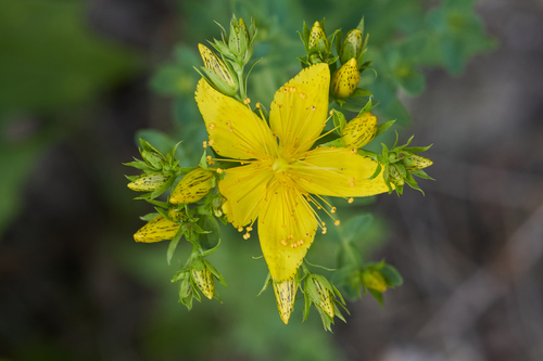 Hypericum perforatum (common St. Johnswort) (alternate view 3)