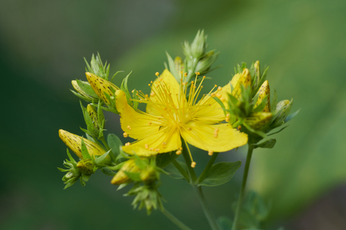 Hypericum perforatum (common St. Johnswort) (alternate view 4)