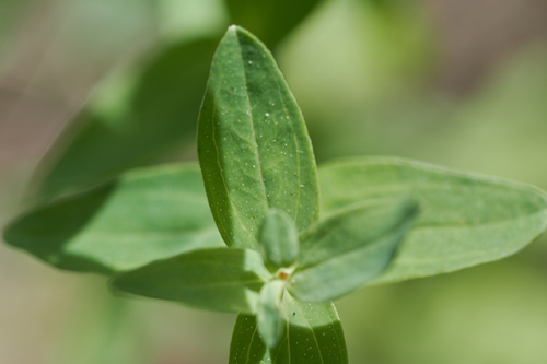 Hypericum perforatum (common St. Johnswort) (alternate view 5)
