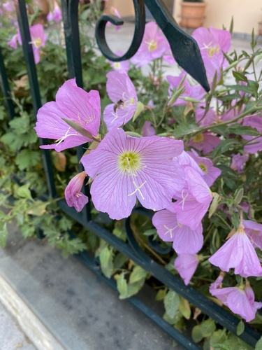 Oenothera speciosa (pinkladies, pink evening primrose) (alternate view 4)