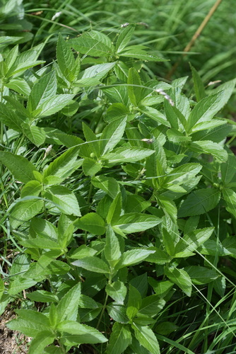 Mercurialis perennis (Dog's Mercury)