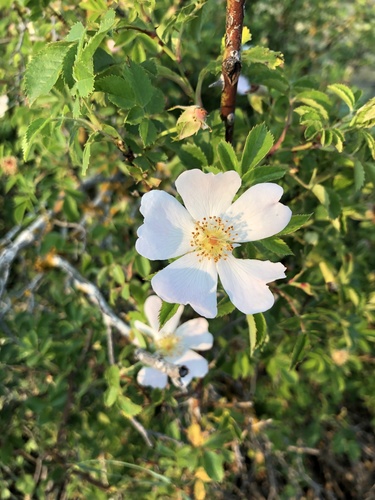 Rosa canina (dog rose)