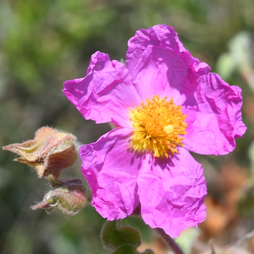 Cistus creticus (alternate view 3)