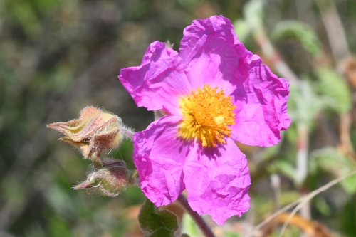 Cistus creticus (alternate view 4)