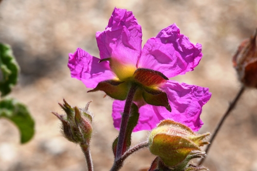 Cistus creticus (alternate view 5)