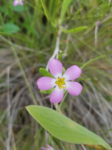 Sabatia stellaris (marsh pink) (alternate view 6)