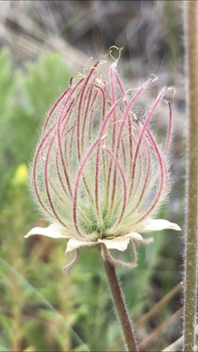 Geum triflorum (Prairie Smoke) (alternate view 3)