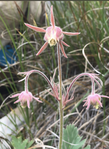 Geum triflorum (Prairie Smoke) (alternate view 4)