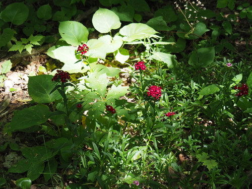 Dianthus barbatus (sweet William) (alternate view 4)