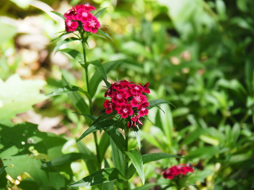 Dianthus barbatus (sweet William) (alternate view 3)