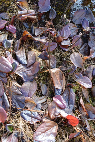Bergenia purpurascens (alternate view 9)
