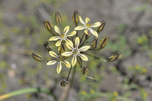 Triteleia ixioides (Prettyface) (alternate view 5)