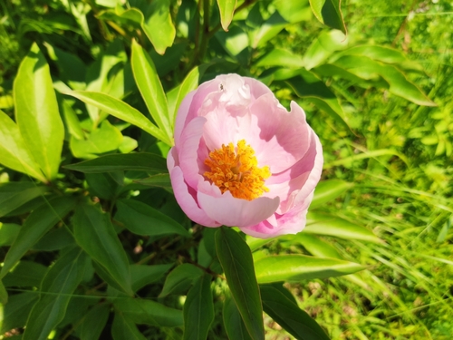 Paeonia lactiflora (garden peony)
