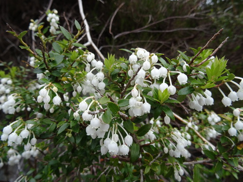 Gaultheria mucronata (Chilean pernettya) (alternate view 5)
