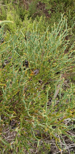 Daviesia brevifolia (Leafless Bitter-pea) (alternate view 4)