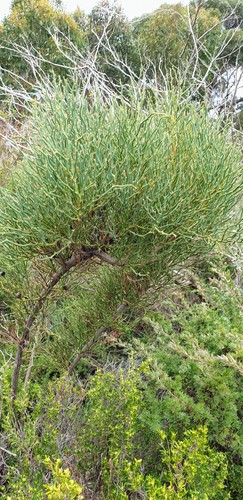 Daviesia brevifolia (Leafless Bitter-pea) (alternate view 5)