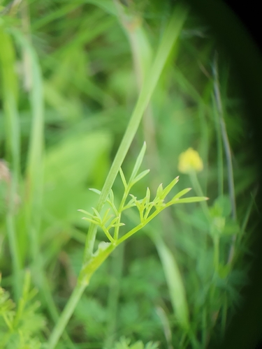Bunium bulbocastanum (alternate view 6)