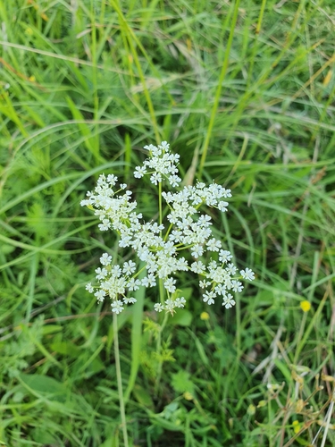 Bunium bulbocastanum (alternate view 7)