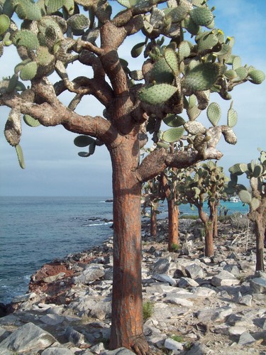 Opuntia (Prickly Pears) (alternate view 4)