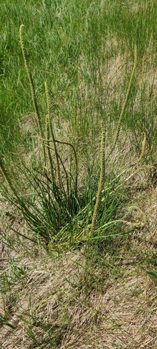 Triglochin maritima (common arrowgrass)