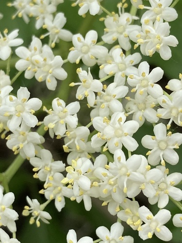 Sambucus nigra (alternate view 4)